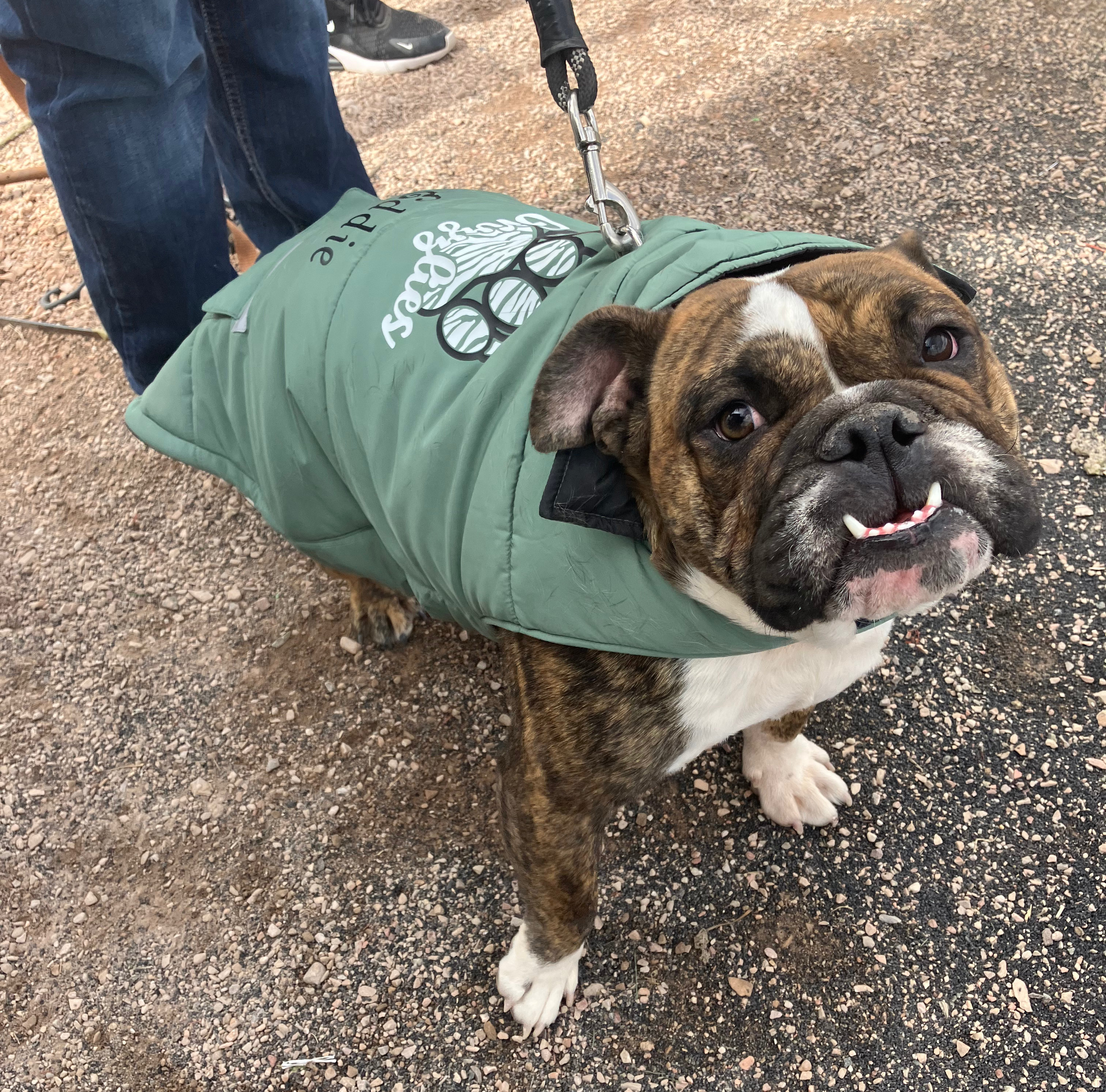 Adams State University bulldog in school shirt